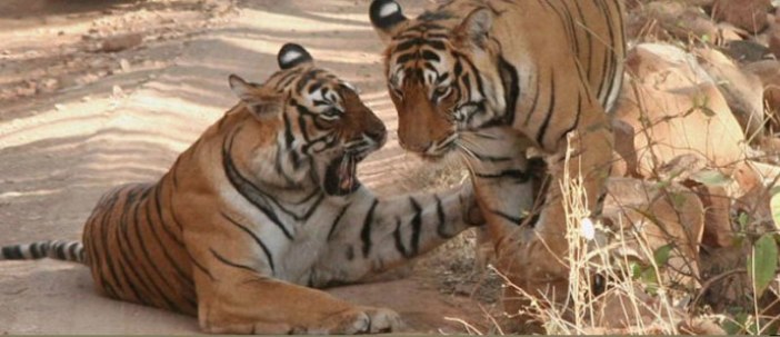 Rajasthan Wildlife